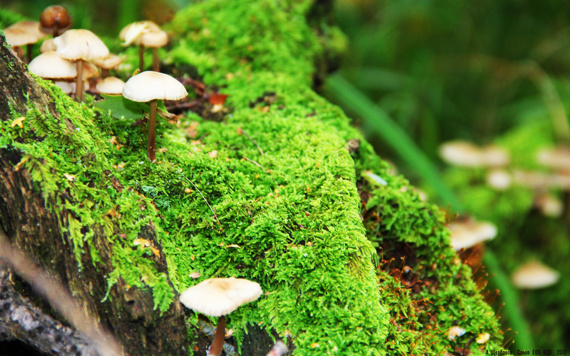 马刺稳胜篮网，欧文德比式接管，体育之夜的独特交响