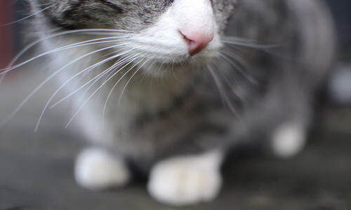 改写身份改写命运，姆巴佩的关键一击与足球的蝴蝶效应