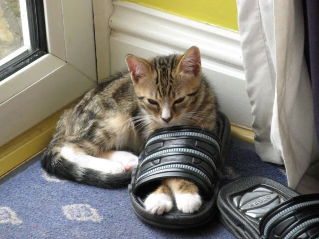 绿茵场上的流动交响诗，卡拉斯科的美加墨之夜，何以成为战术教科书？