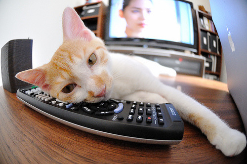 独家布局，布鲁诺如何助AC米兰封锁日本足球命脉