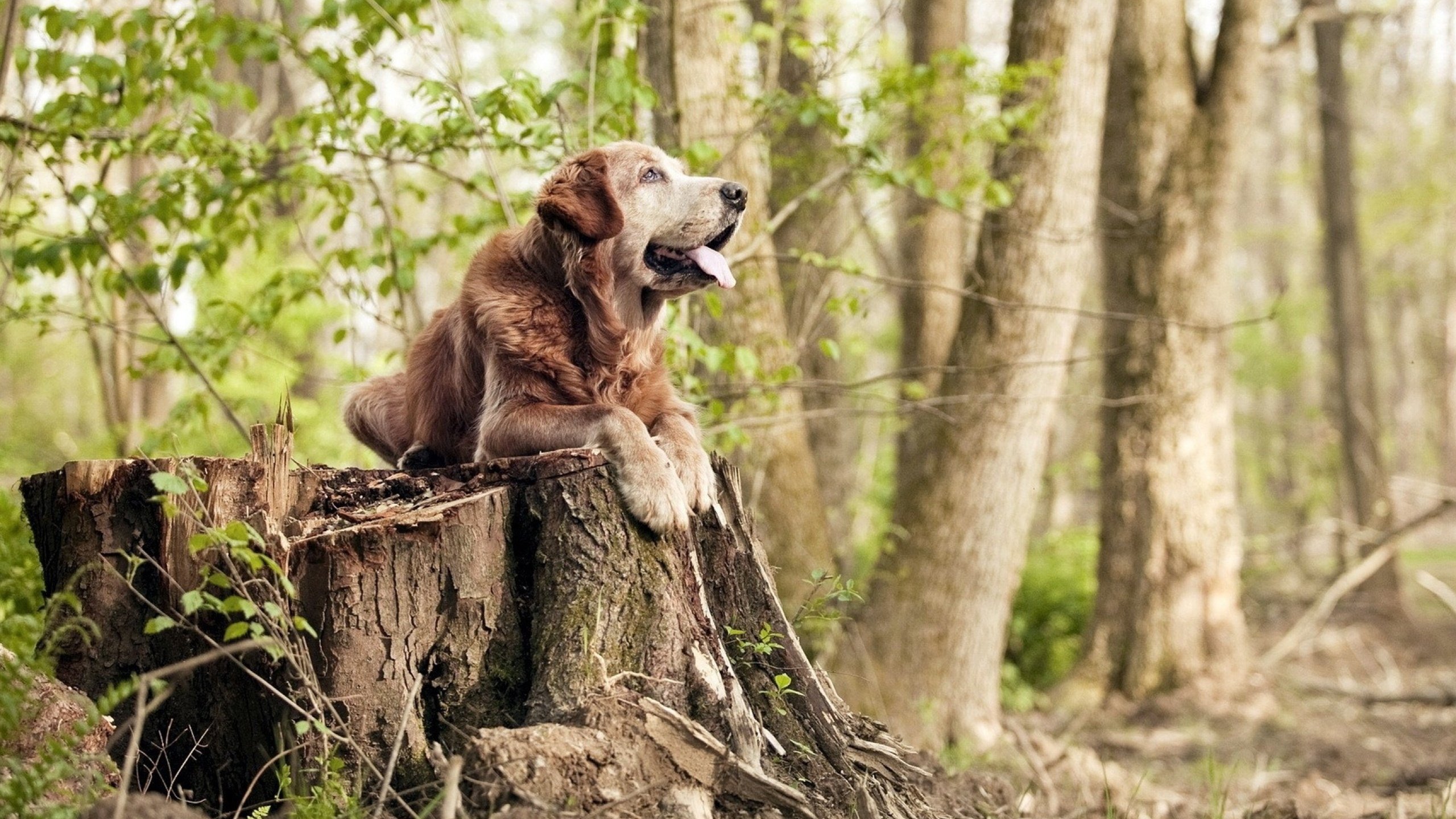 尼克斯主场狼嚎震天，武切维奇獠牙毕露，森林狼的意志绞杀战
