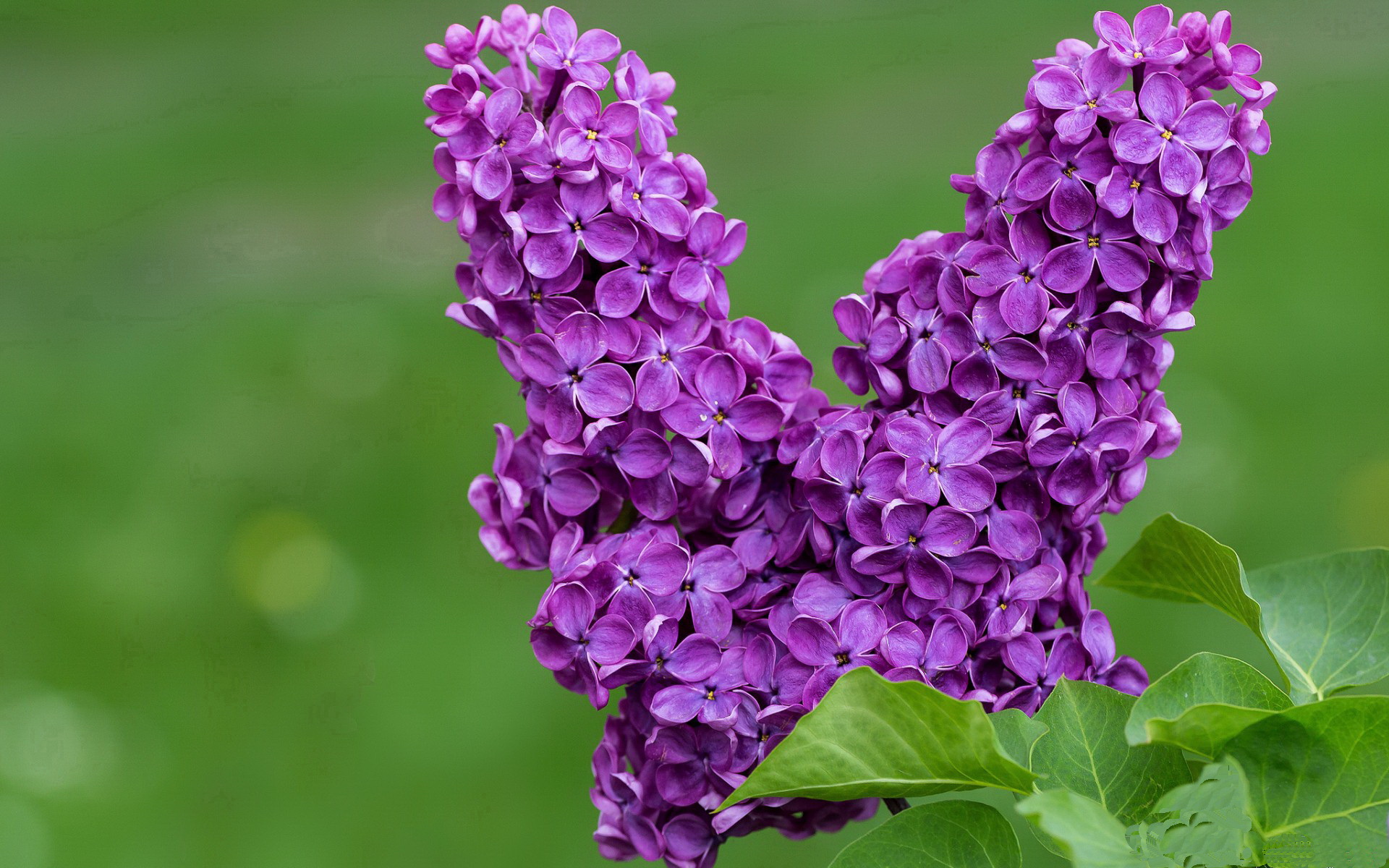 无双战场，小贾伦东决关键战接管比赛，猛龙鏖战险胜活塞