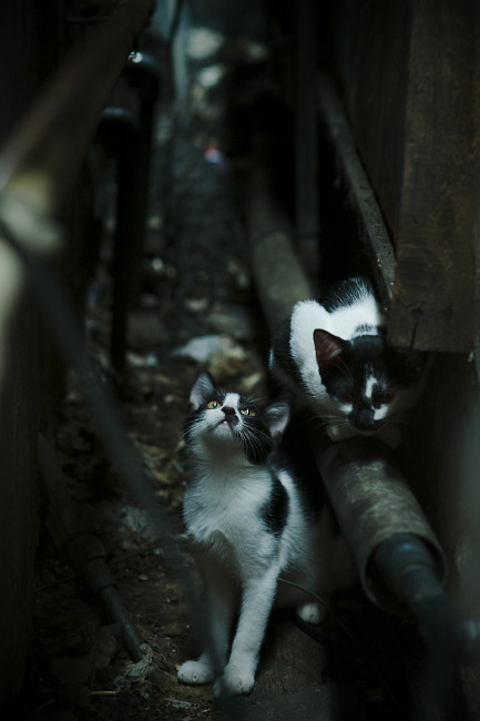 当欧冠决赛激情碰撞篮球场，步行者加时险胜新疆队，跨界焦点战引爆全球目光