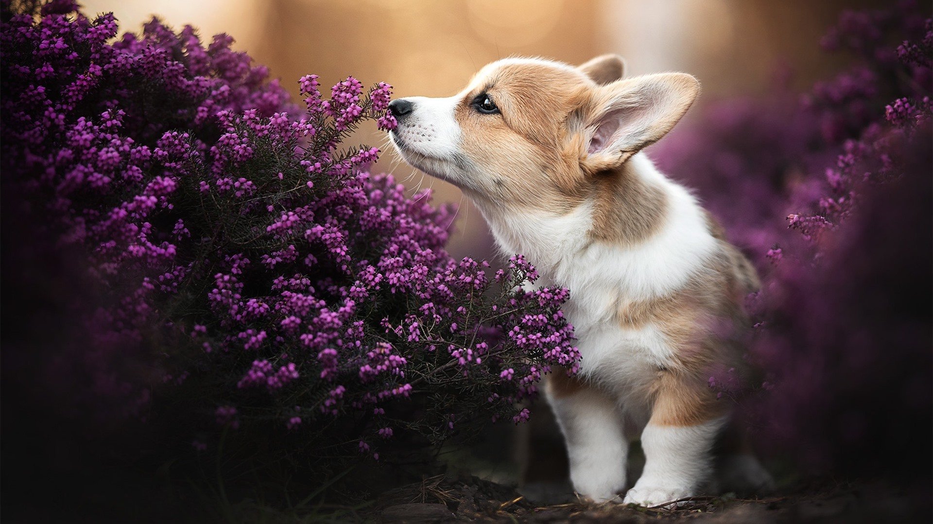 绝杀与统治的悖论，当胜利属于雷霆，历史却由浓眉书写