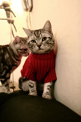 足球之夜,篮球之光,德甲争冠夜的东契奇式启示