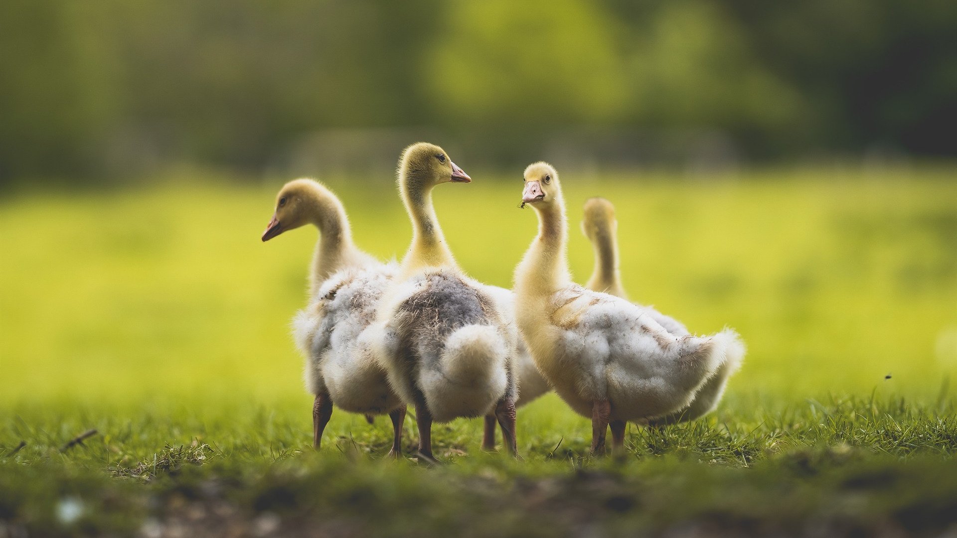 唯一性的对决，苏亚雷斯进攻端无人可挡，阿尔及利亚对阵贝蒂斯纪实