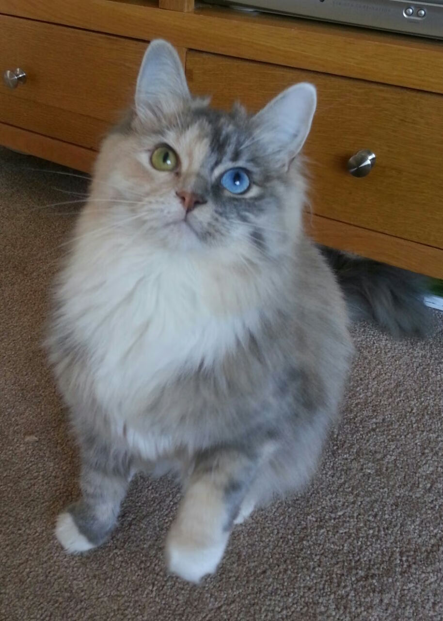 破晓的神之连击，当基米希在年度焦点之夜拉开深渊般的差距