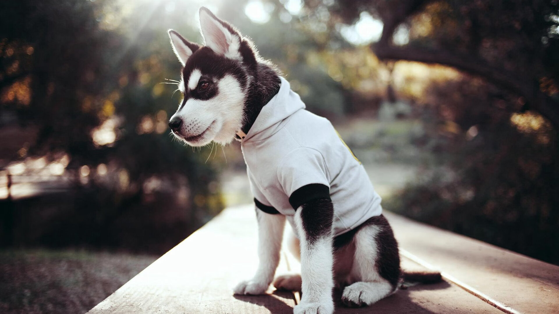 宿命的交点，当浙江绝杀火箭与利拉德接管比赛在同一夜发生