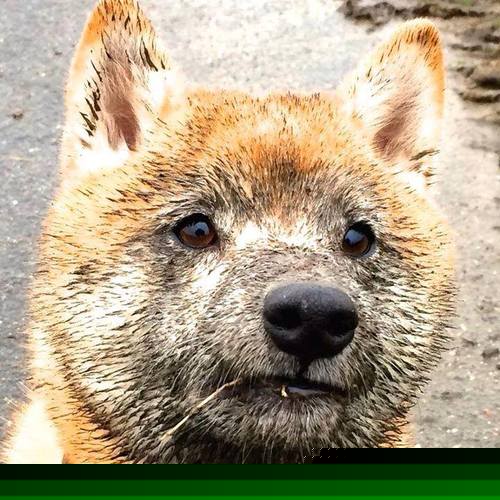 时空裂隙，2024欧冠半决赛与NBA东决的量子纠缠