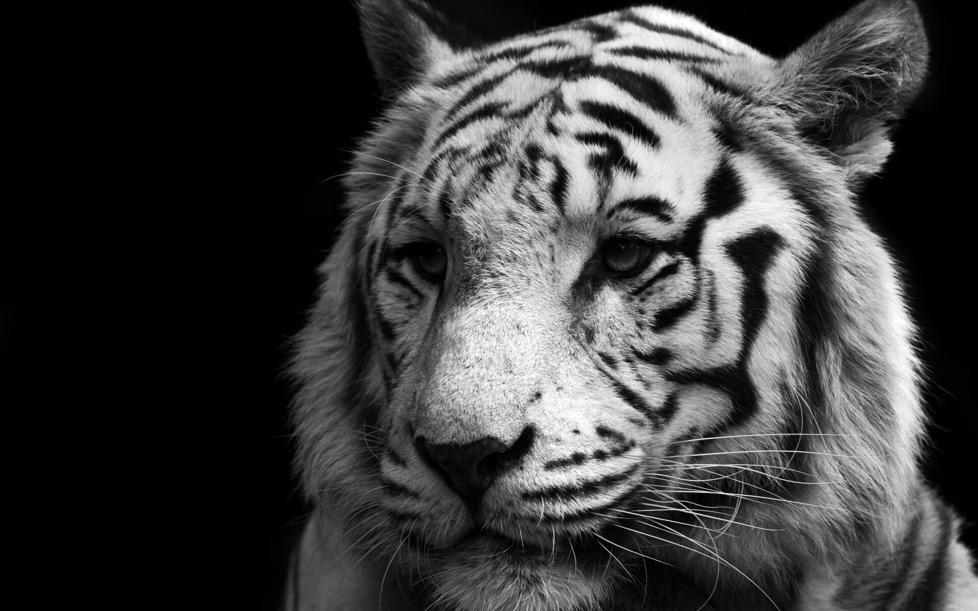 两个球场的同一声哨响，詹姆斯夺命封盖与广东队绝杀火箭的神秘羁绊