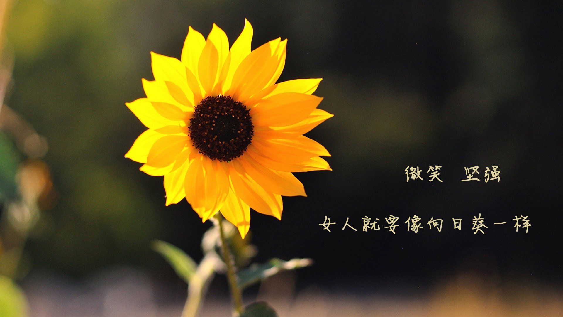 冰与火之歌，2026世界杯的复仇与救赎